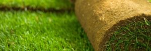 Turf